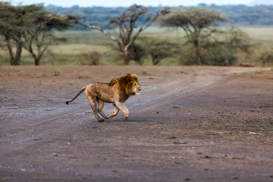 Side view of lion walking at Serengeti National Park