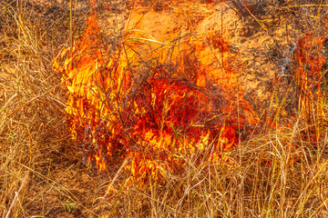 Bushfire with flames. Grassland in nature Australian Outback. Dangerous fires in dry season. Fire background. Natural disaster in global climate change. Emergency in summer.