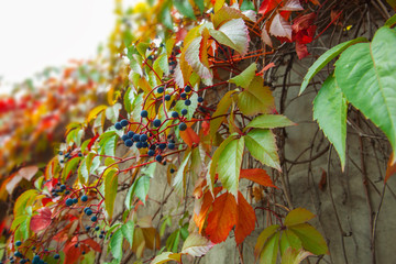 Fototapeta na wymiar Wild grapes. Leaves and fruits. Beautiful colorful leaves in the autumn garden. Close-up. Floral Background.