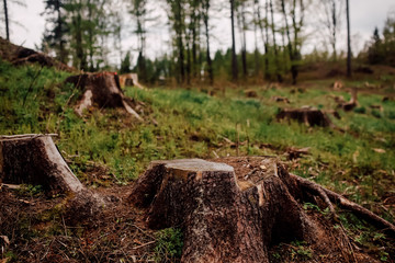 Stumps of cutted down pine trees in the forest. Deforestation process view