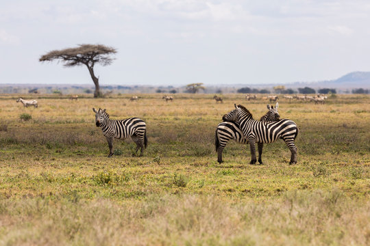 Group of zebras resting in the open plains of the Serengeti National Park