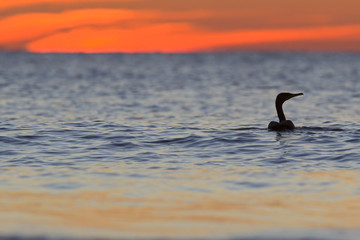 A cormorant swimming in the golf of Mexico with a dramatic sunset seen from For Myers Beach, Florida, USA