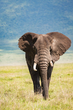 African elephant walking on grassy landscape at Serengeti National Park
