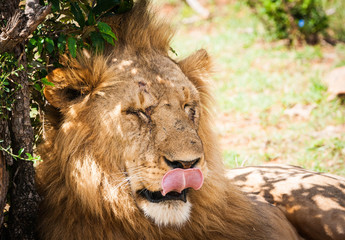 Majestic lion in Maasai Mara reserve in Kenya