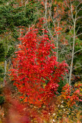 Maple Tree Fall Color