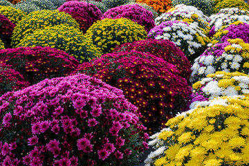 Colorful Chrysanthemums in the form of a ball (Chrysanthemum)