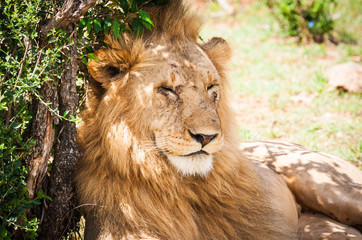 Naklejka na ściany i meble Majestic lion in Maasai Mara reserve in Kenya