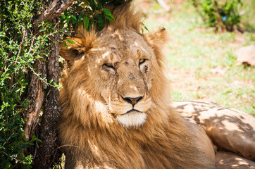 Majestic lion in Maasai Mara reserve in Kenya