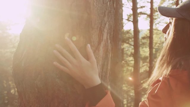 Beautiful young woman enjoying nature touching tree outdoor walking in autumn forest sunny day sunset park hand nature forest park green people life arm activity close up slow motion