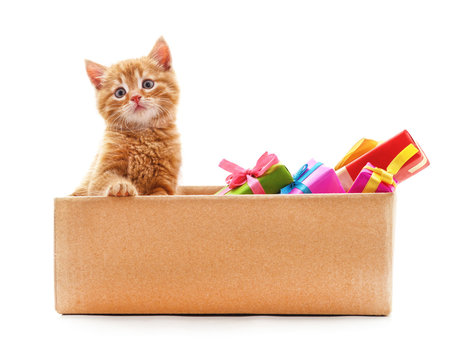 Little Cat In The Box With Gifts.