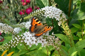 Schmetterling