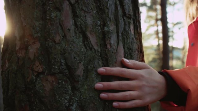 young woman with backpack enjoying nature touching tree outdoor walking in autumn forest sunny day sunset park hand nature forest park green people life arm activity close up slow motion