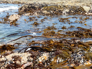sea