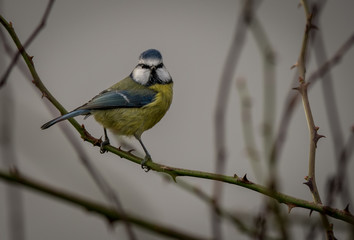 Blue Tit