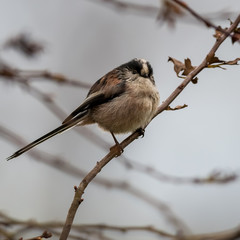 long-tailed tit