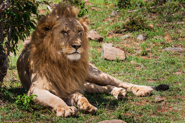 Majestic lion in Maasai Mara reserve in Kenya