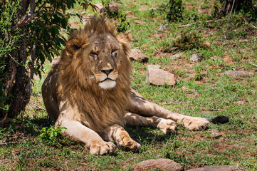 Majestic lion in Maasai Mara reserve in Kenya