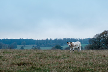 lonely cow