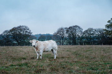 Obraz na płótnie Canvas Belgian cow
