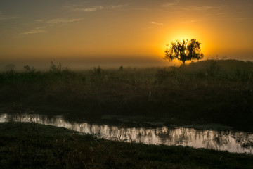 Scenic view of stream flowing in a field of oak trees