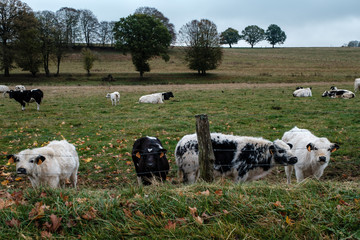 Cows in the field