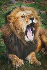 Majestic lion in Maasai Mara reserve in Kenya