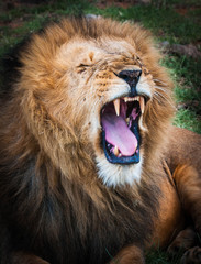 Majestic lion in Maasai Mara reserve in Kenya