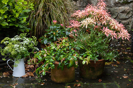 Flower Pots In A Pation