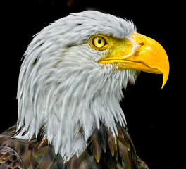 portrait of an american bald eagle
