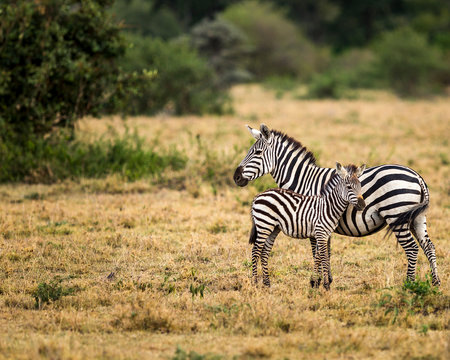 Zebras standing on grassy landscape at Serengeti National Park