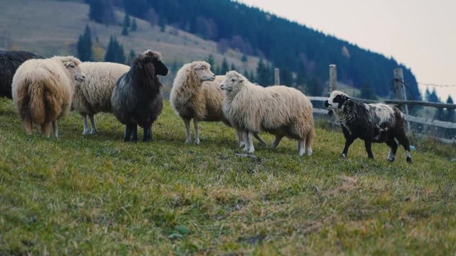 Slow motion lot sheep in the pasture cloudy autumn day in mountain farm agriculture field grass landscape wool animal countryside environment mammal meadow close up