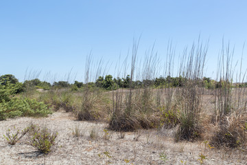 Vegetation of the dune environment