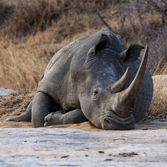 Obraz premium Rhino at Rest