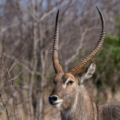Majestic Waterbuck