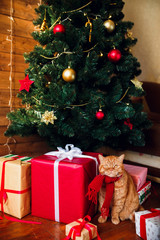 Fototapeta na wymiar Ginger british cat in red knitted scarf sitting under Christmas tree and present boxes.