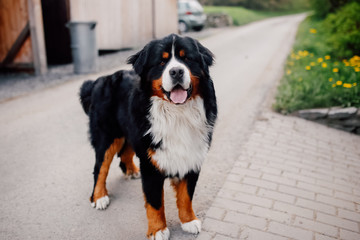 Bernese Mountain Dog (shepherd dog) on a road with the rural view, Czech village walk