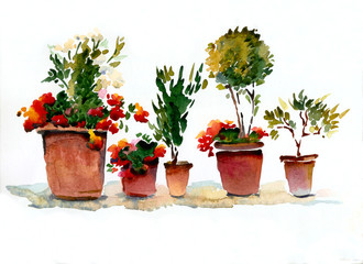 Blooming indoor flowers red and white in pots on a white background. Watercolor illustration
