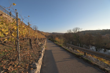 Fototapeta premium Besigheim, Baden-Württemberg, Deutschland: Blick auf die Weinberge.