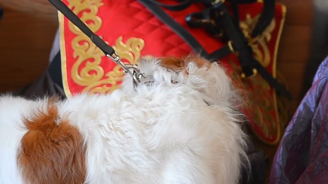 Portrait of Russian borzoi dog indoors
