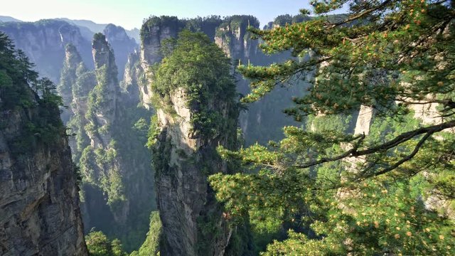 Panoramic shot of vertical cliffs at the Wulingyuan in Zhangjiajie, Hunan, China. Pine tree with cones in the foreground. Spring summer sunny day. Drone. 4K, UHD