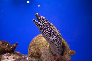 Spotted moray eel at the depth of the oceanarium