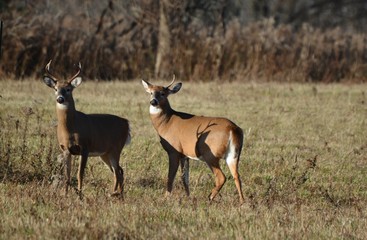 Deer in pasture