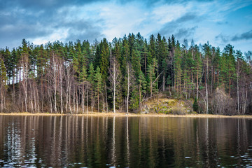 Sunrise. A lonely tree on the shore. Karelia. Russia. Ladoga lake. Morning in Karelia on the shore of the Ladoga lake. Northern nature.