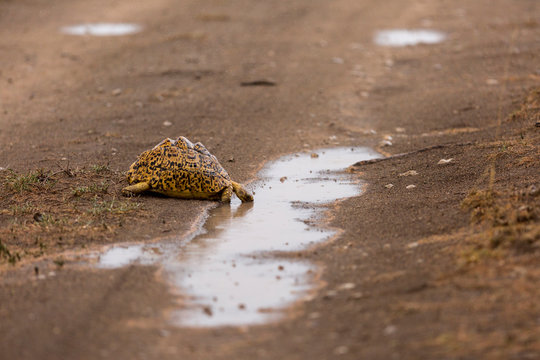 Bell's hinge back tortoise drinking water from puddle at Serengeti National Park