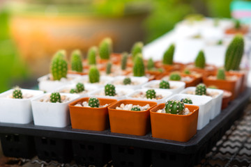 Cactus on a sunny day.