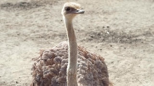 Ostrich farm in Ukraine, big birds in the fence, ostriches walk on a big farm, funny plans for funny birds, animal life in limited conditions, business on birds, farm activities