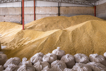Pile of heaps of wheat grains and sacks at mill storage or grain elevator.