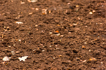 Dry ground with yellow leaves