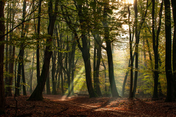 The most beautiful autumn forest in the Netherlands with mystical and mysterious views and atmospheric sunrises in the early misty mornings.