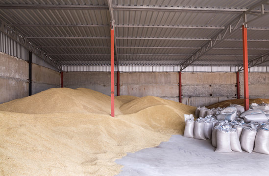 Pile of heaps of wheat grains and sacks at mill storage or grain elevator.